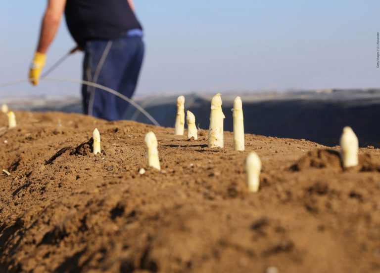 Grüne warnen vor Ernte- und Produktionsausfällen in der Landwirtschaft