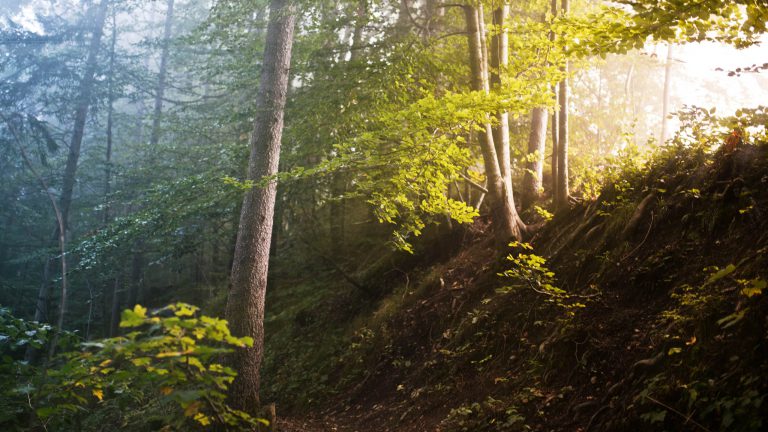 Bundesregierung benachteiligt Sachsen-Anhalt bei Hilfe für Waldschäden