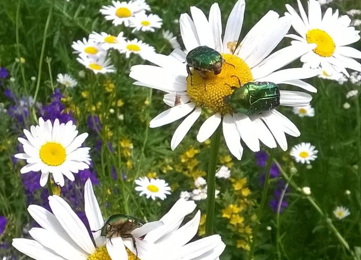 „Zerbst blüht auf“ – Blumensamen geschenkt