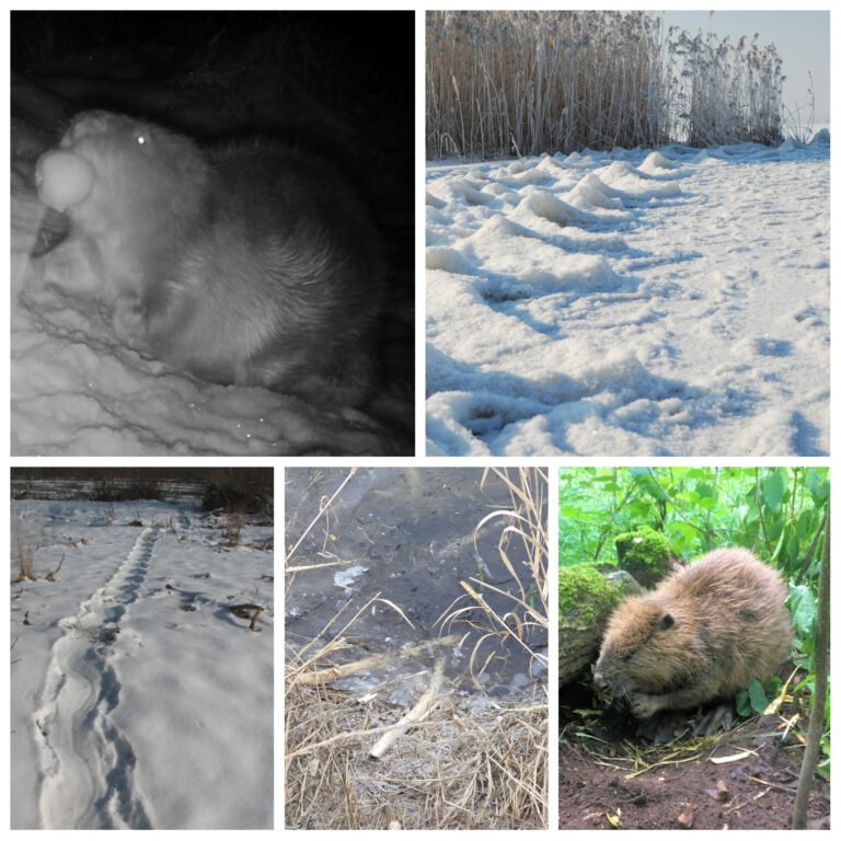 Biberwanderung am Muldestausee