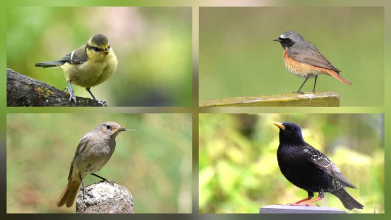 Raum für Vögel – Zeit für Naturschutz