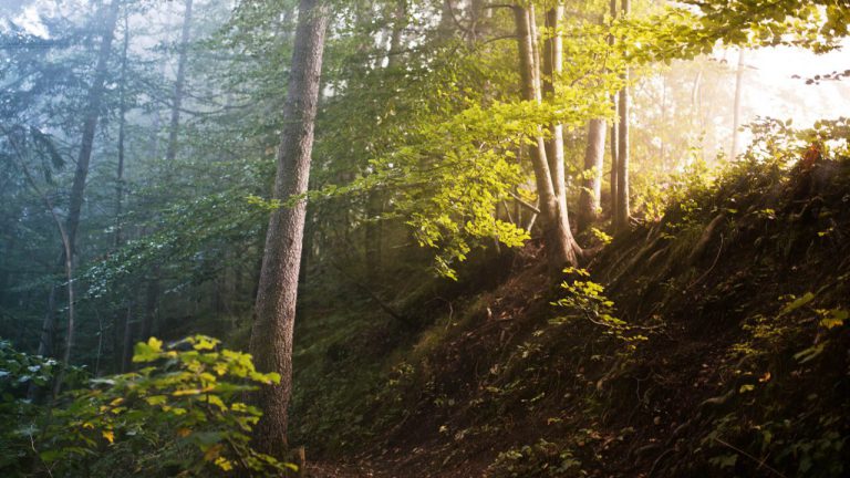 Grüne: Programm zur Rettung der Wälder