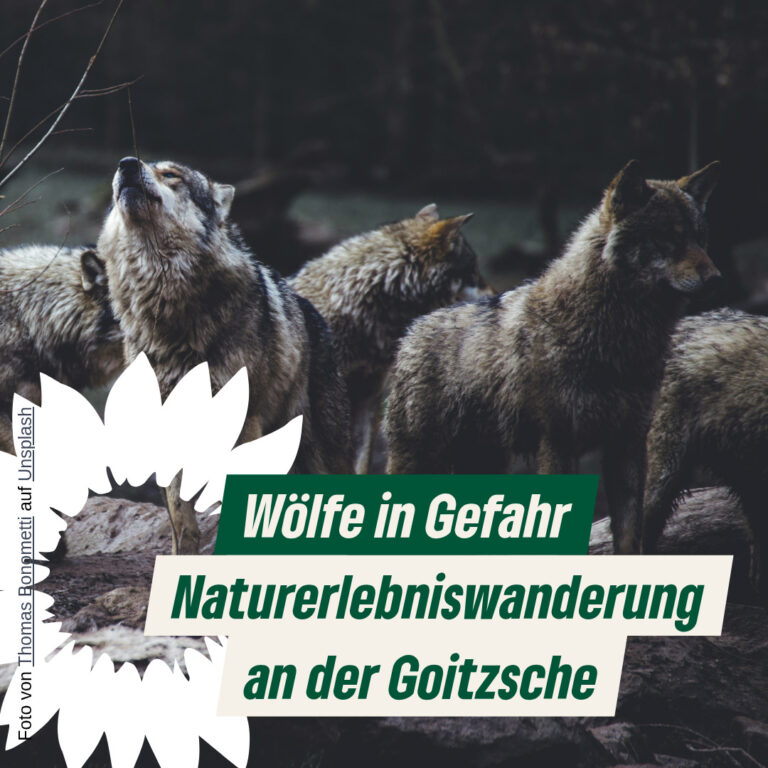 Wölfe in Gefahr – Naturerlebniswanderung an der Goitzsche